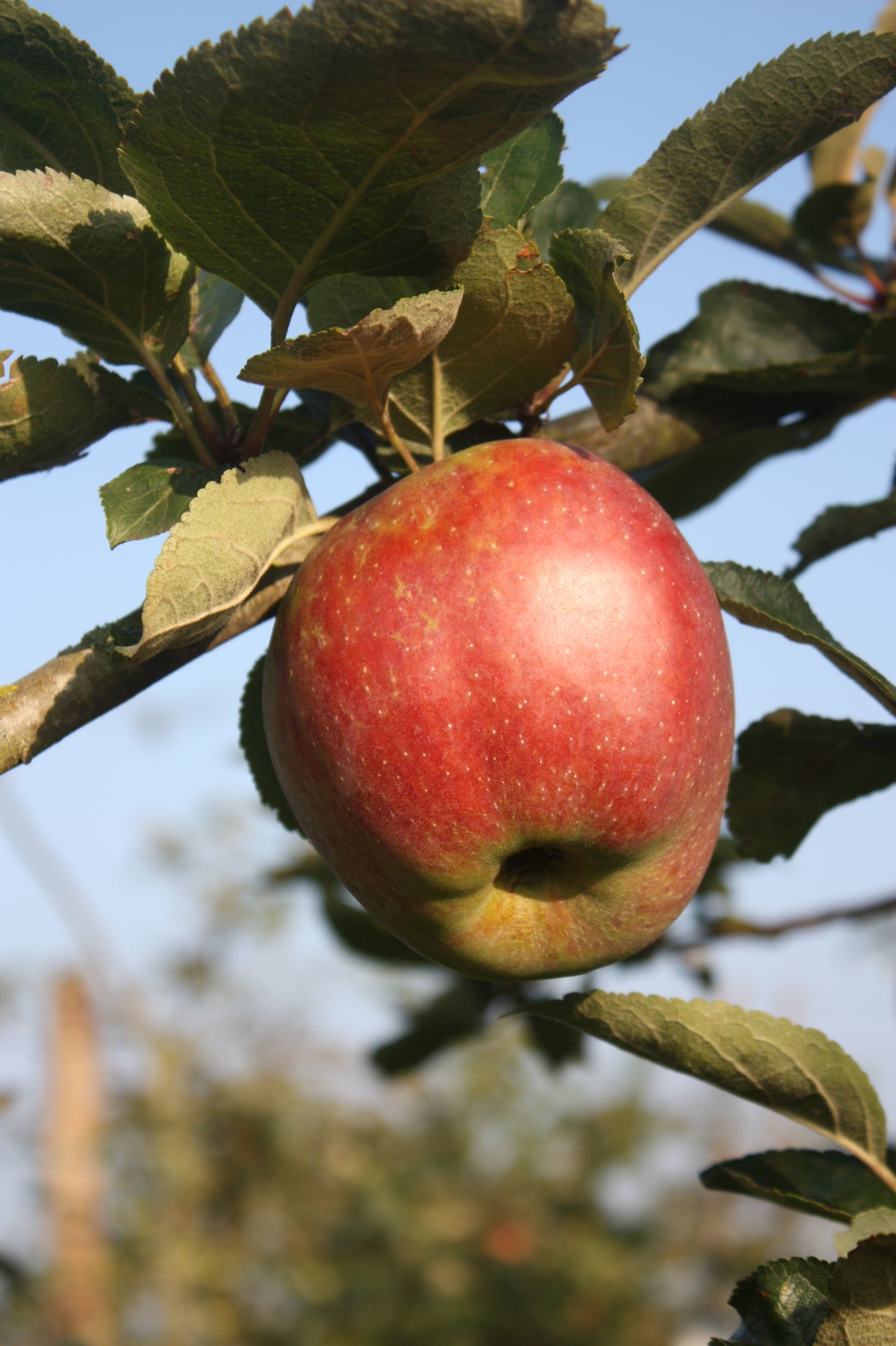 Pommier Belle fleur double