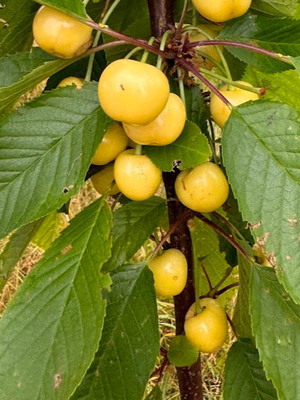 Cerisier Grosse cerise blanche de Verchocq