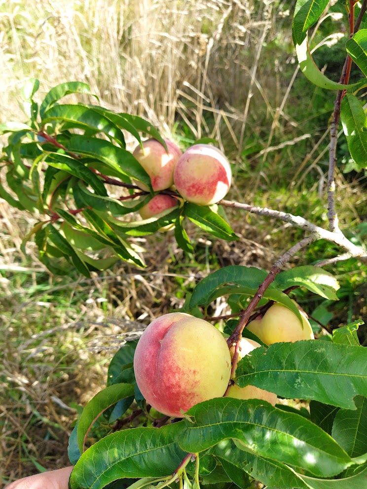Pêcher Pêche de Moncheaux