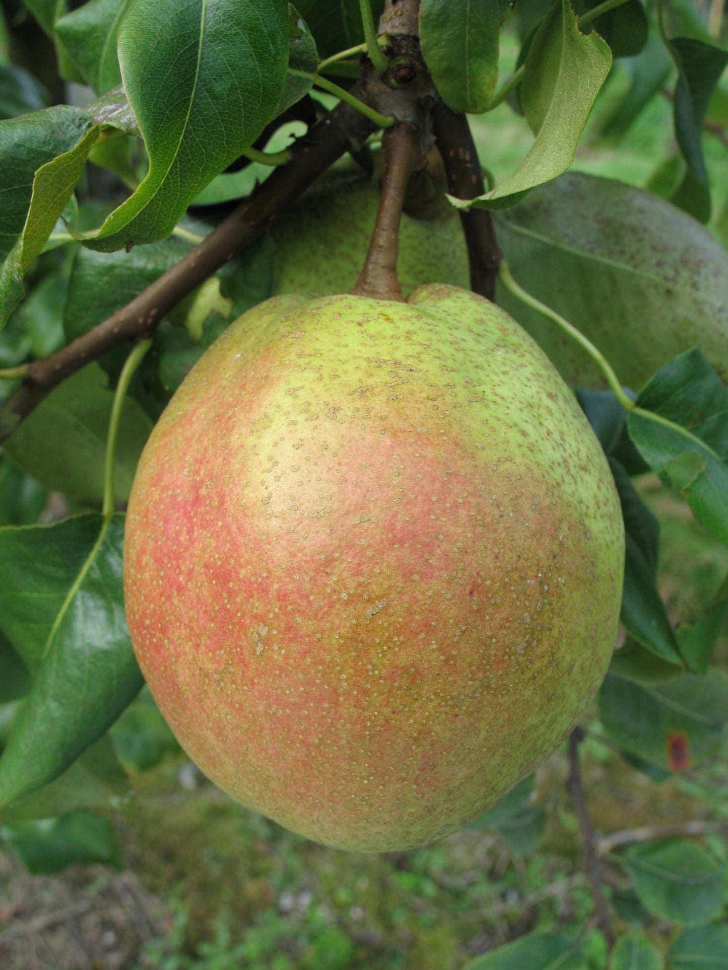 Poirier Poire de sang