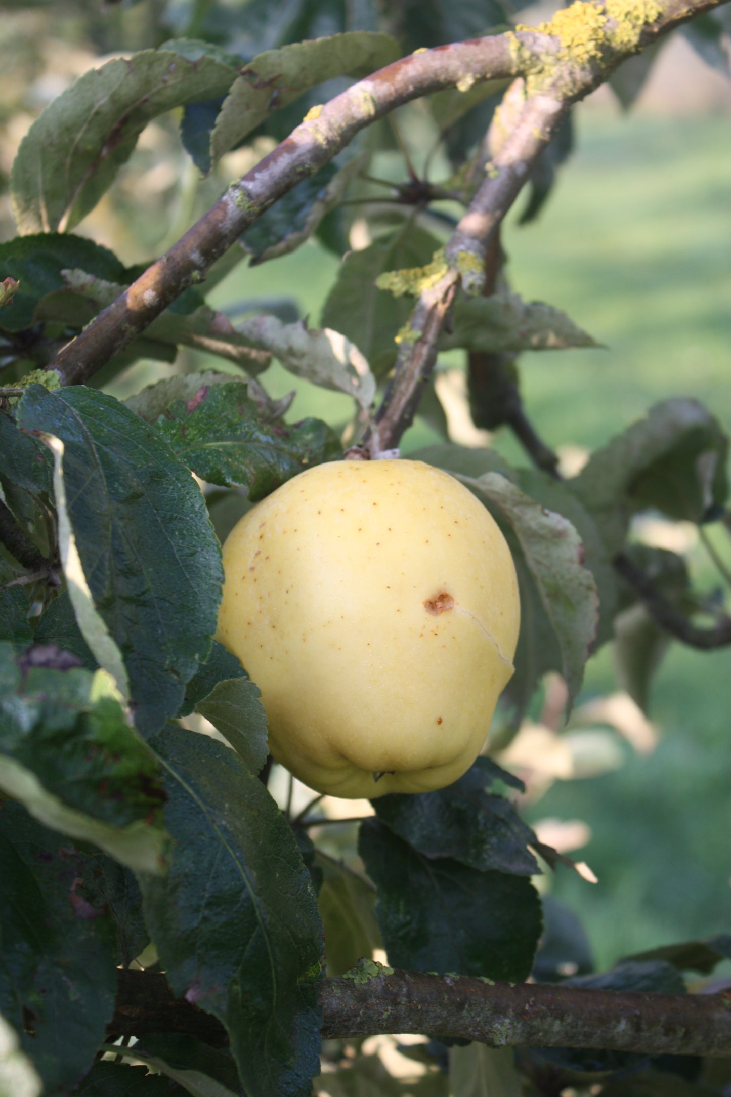 Pommier Calvi blanc