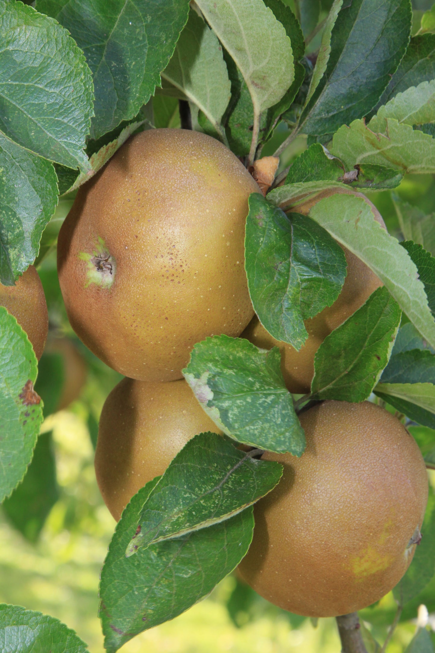 Pommier Reinette de Flandre