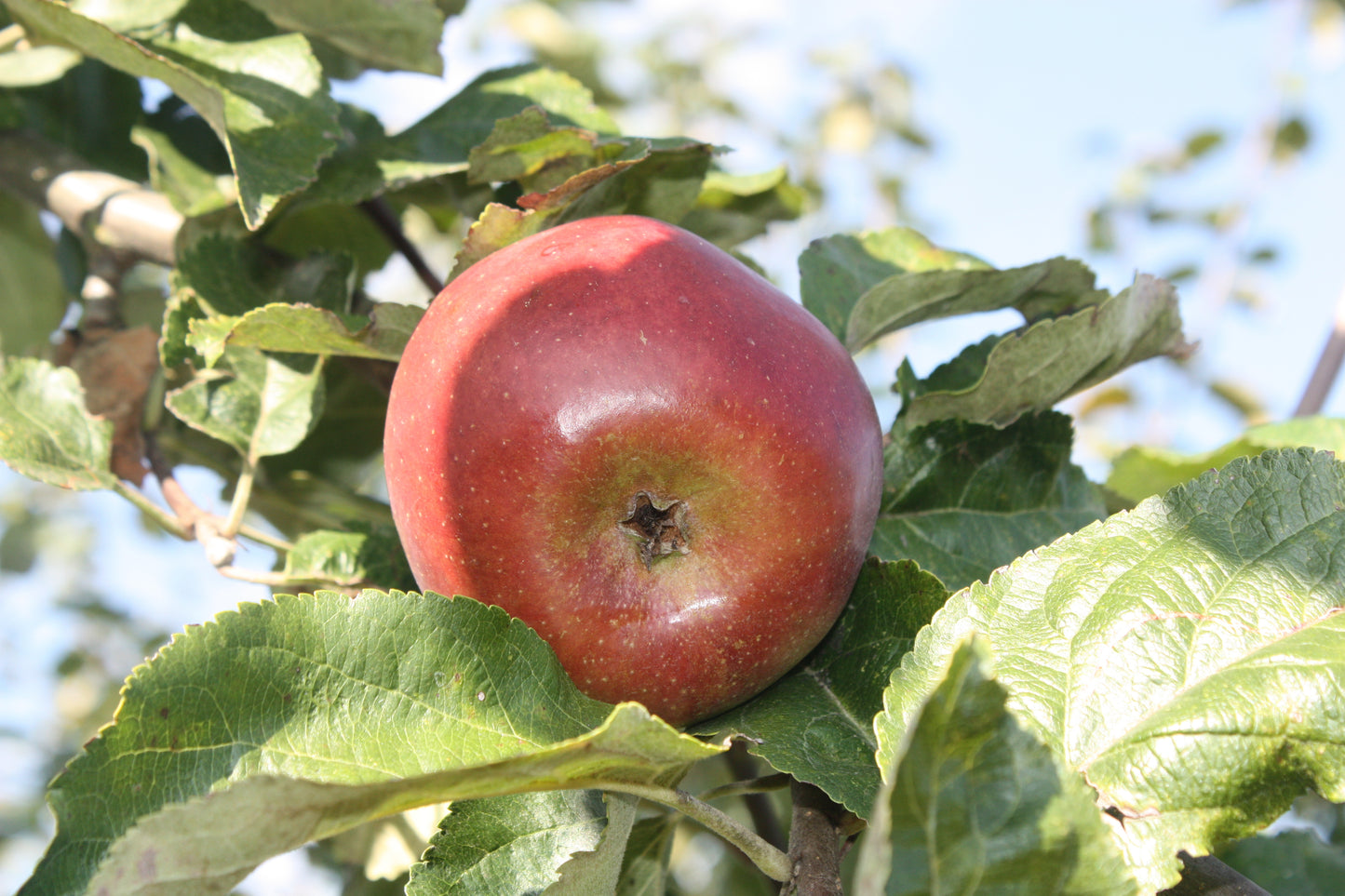 Pommier Sang de boeuf