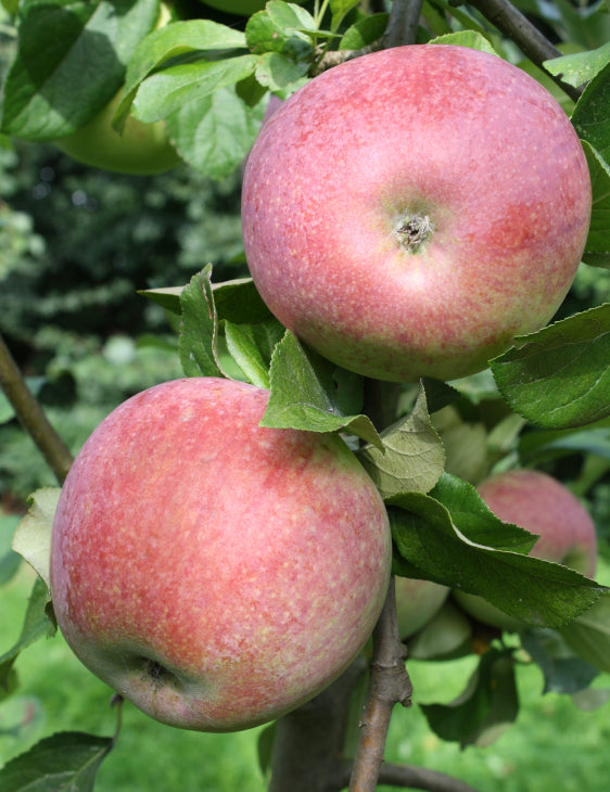 Pommier Sans pareille de Peasgood
