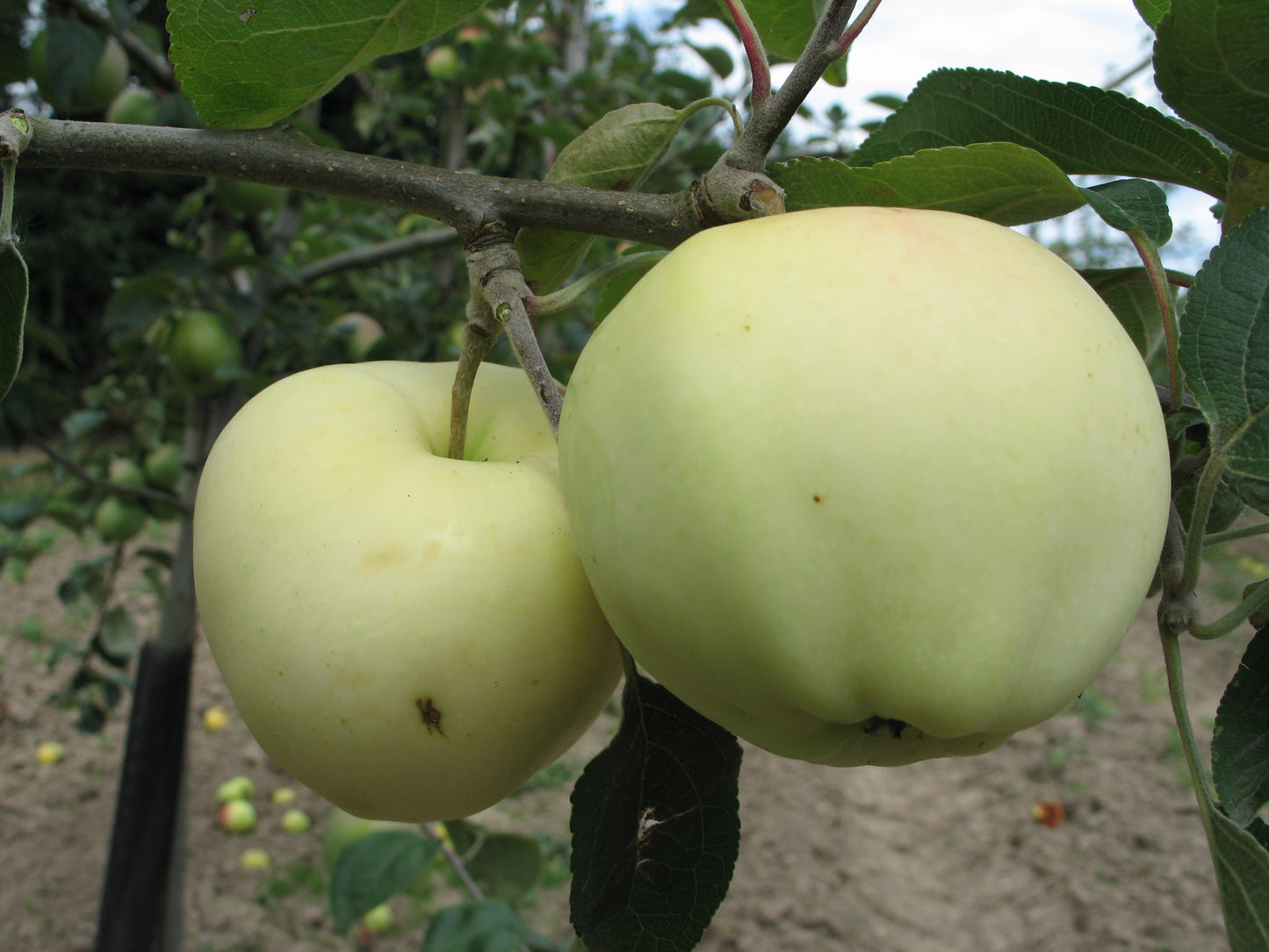 Pommier Transparente blanche