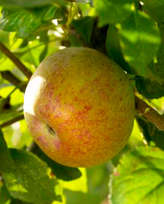 Pomme - Beurrière