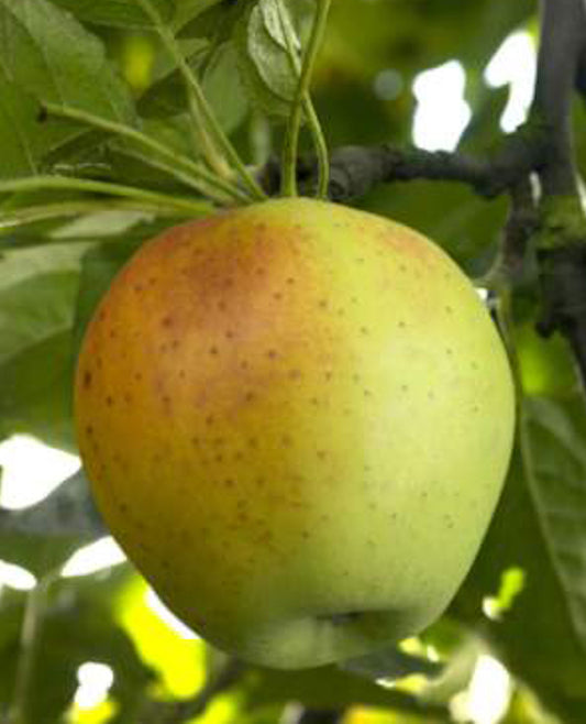 Pomme Cabarette