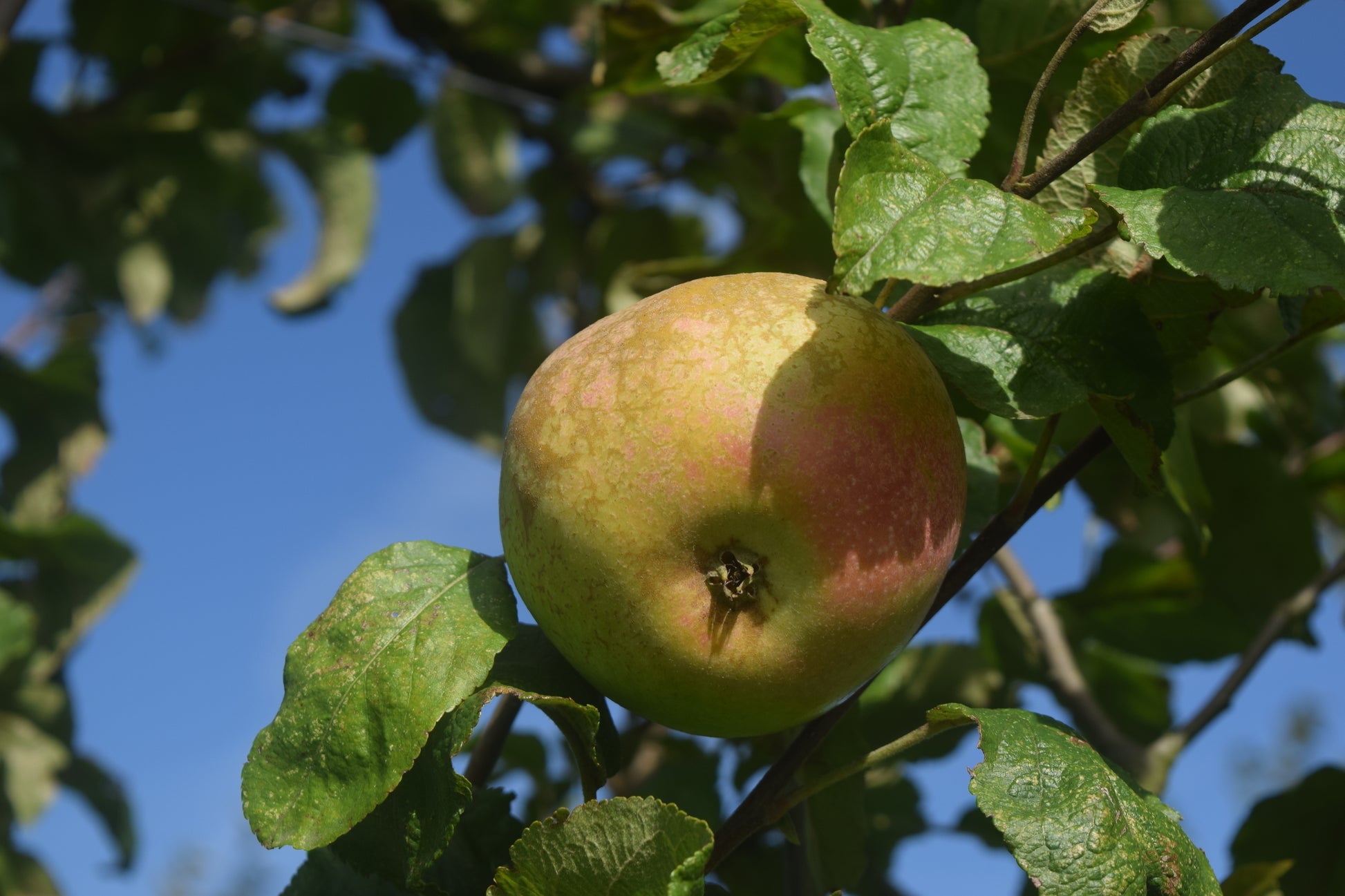 Pomme Cabarette