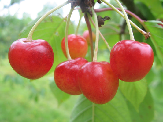 Cerisier Gascogne tardive de Seninghem