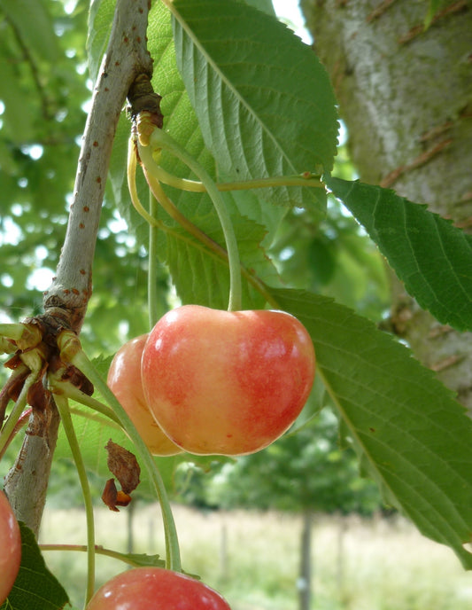 Cerisier Gros bigarreau d’Eperlecques