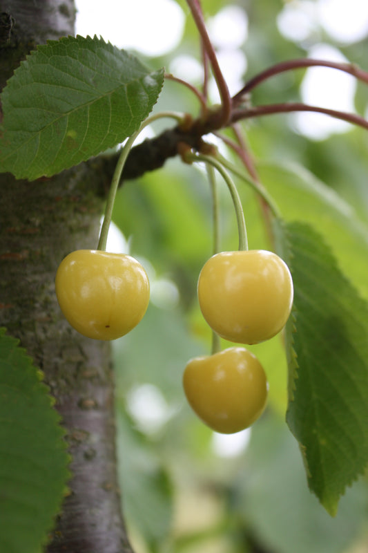Cerisier Grosse cerise blanche de Verchocq