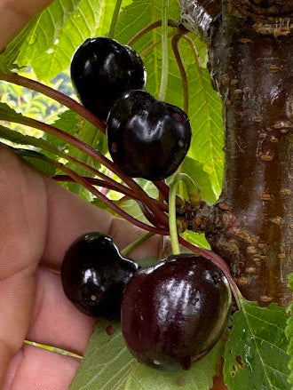 Cerisier Guigne noire de Ruesnes