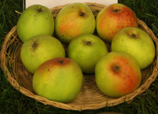 Pommier Normandie blanc