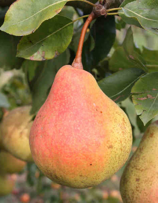 Poirier Poire à côte d’or