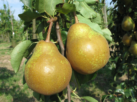 Poirier Poire à Clément
