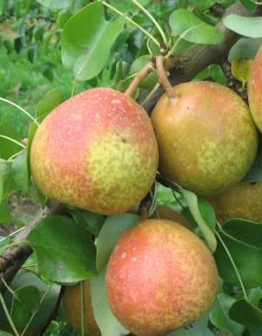 Poirier Poire Reinette