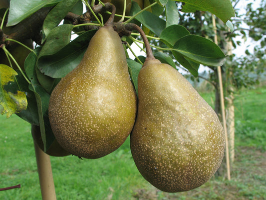 Poirier Poire à cuire grise de Wierre-au-Bois
