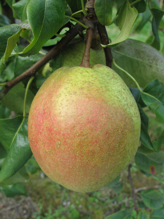 Poirier Poire de sang
