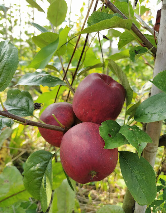 Pommier Colapuis