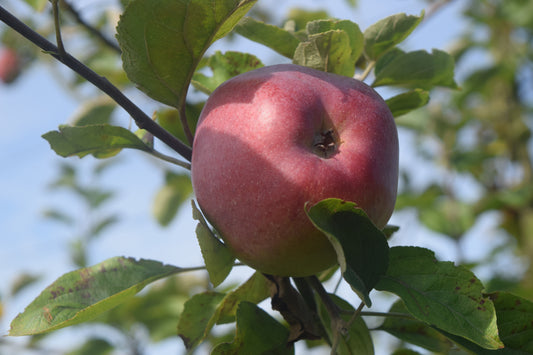 Pommier A côtes
