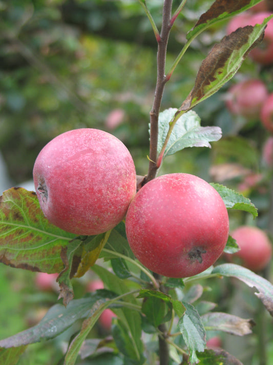 Pommier Amère nouvelle