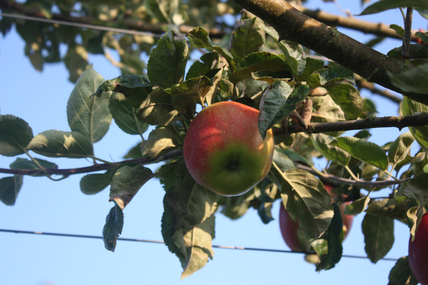 Pommier Argilière