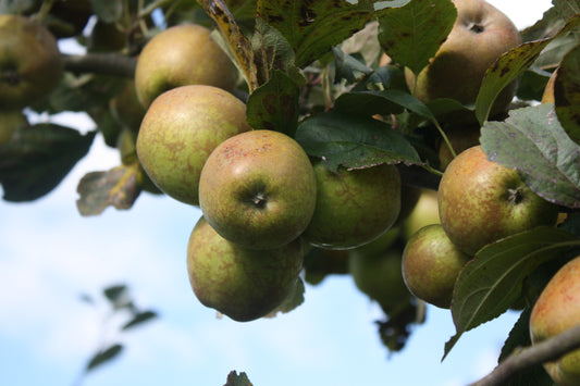 Pommier Armagnac
