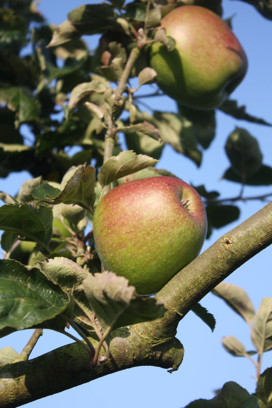 Pommier Ascahire