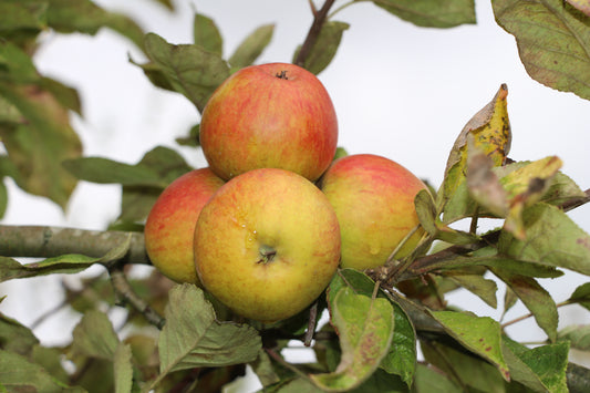 Pommier Barbarie