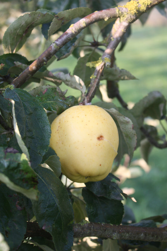 Pommier Calvi blanc
