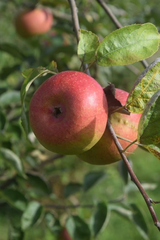 Pommier Court pendu rouge