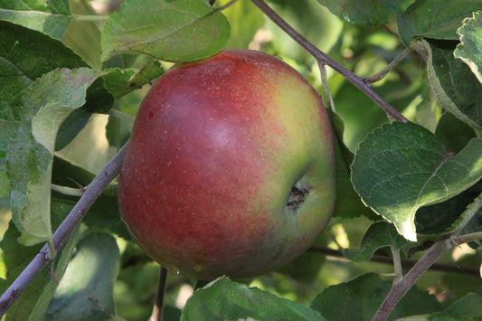 Pommier Double bon pommier rouge