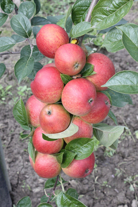 Pommier Doux corier très rouge