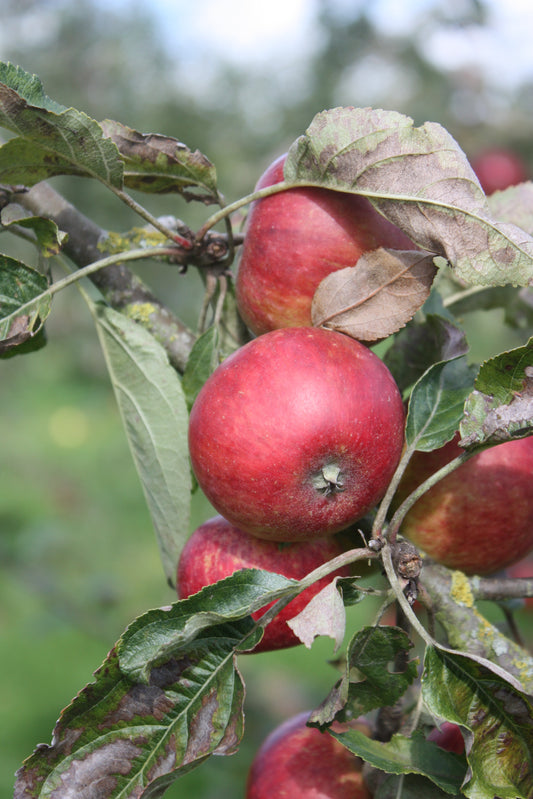 Pommier Du verger