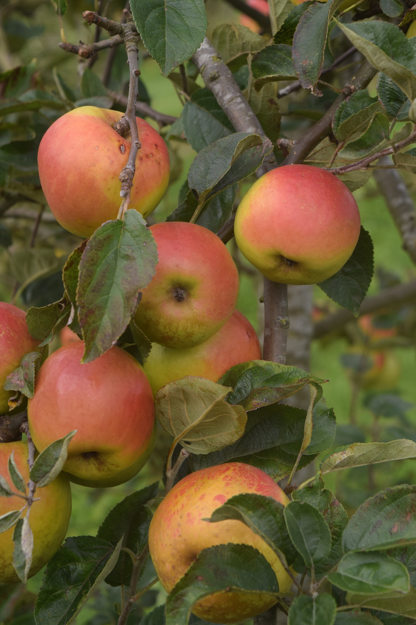 Pommier Germaine