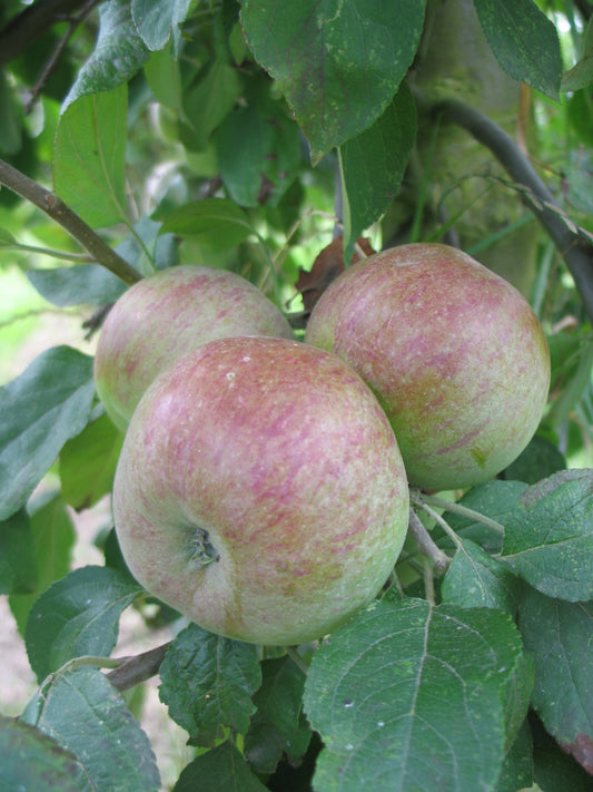 Pommier Gosselet
