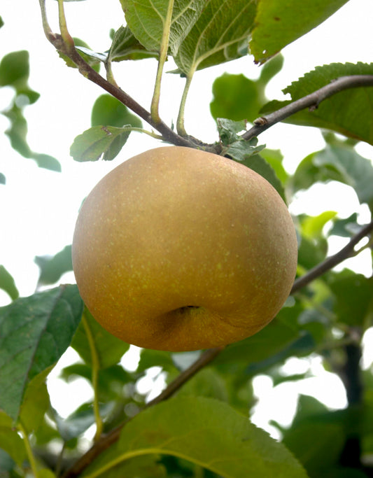 Pommier Gris Brabant