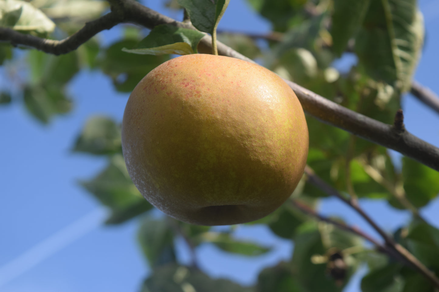 Pommier Gris Brabant