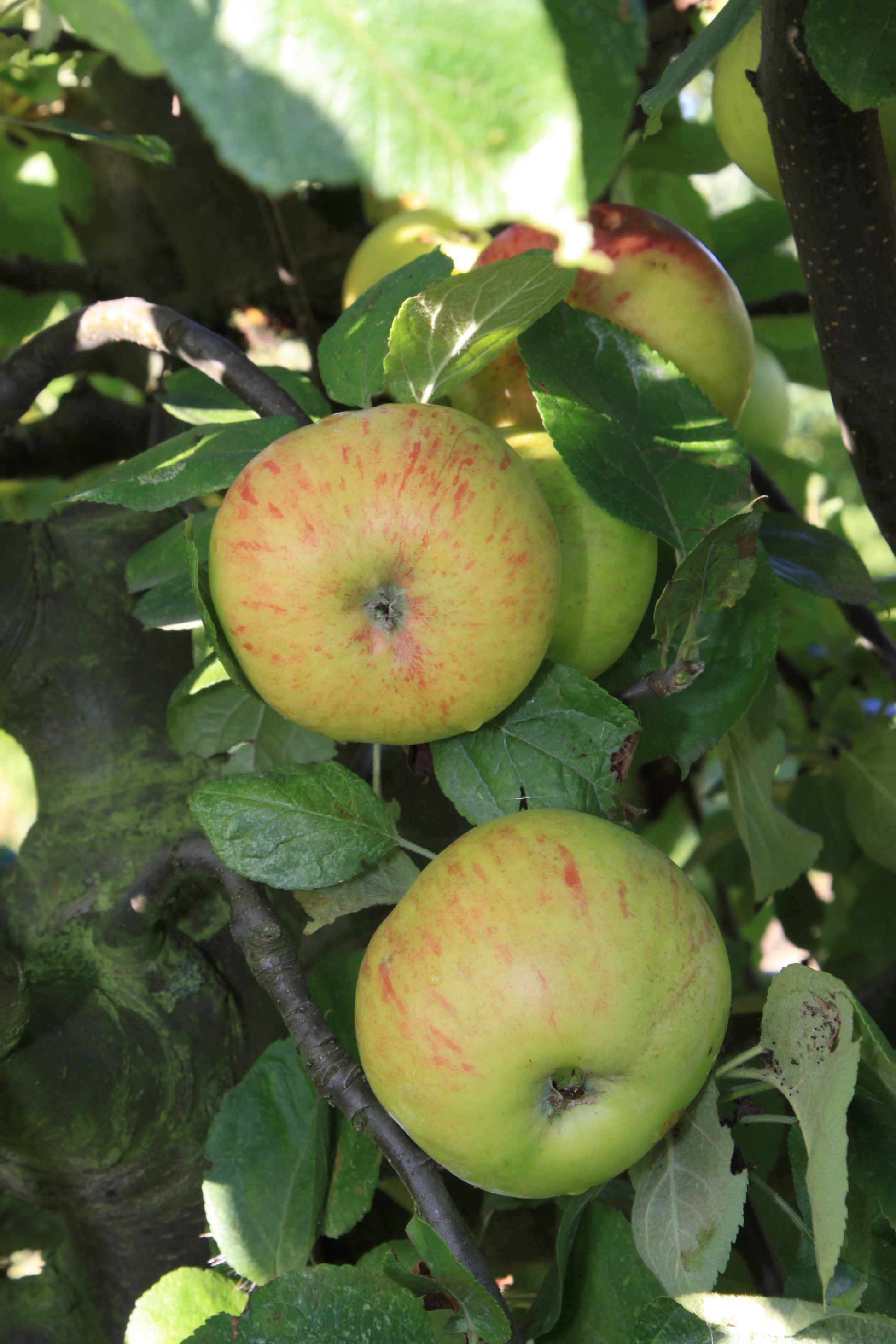 Pommier Jacques Lebel