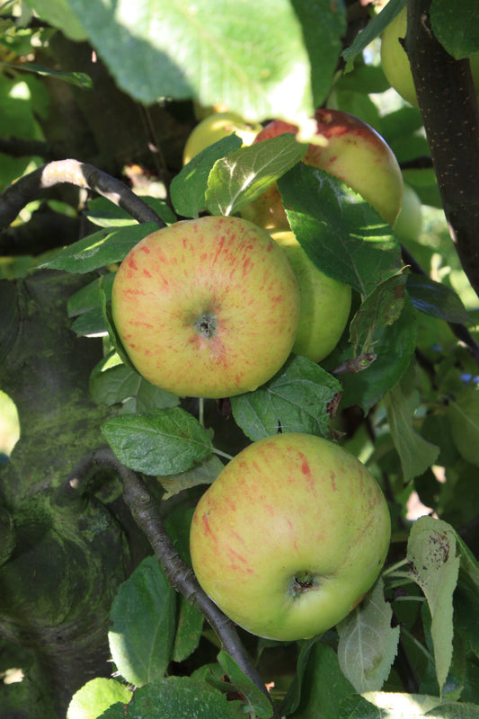 Pommier Jacques Lebel