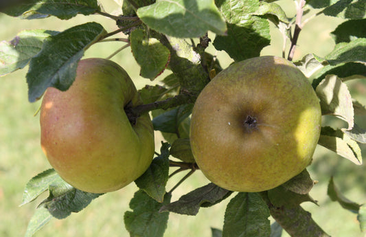 Pommier La Clermontoise