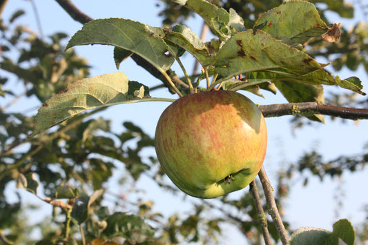 Pommier Lanscailler
