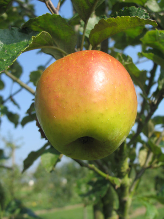 Pommier Luche