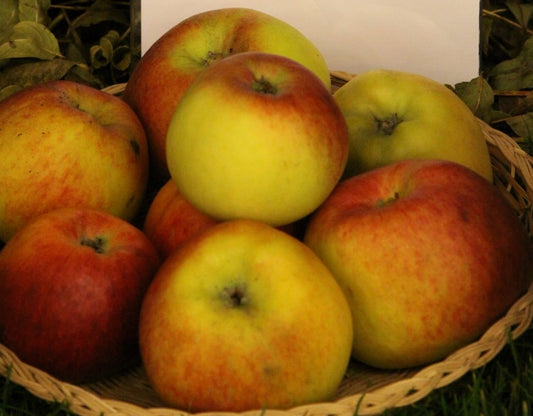 Pommier Marie Doudou