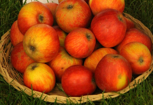 Pommier Marseigna