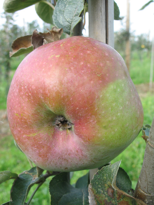 Pommier Ontario