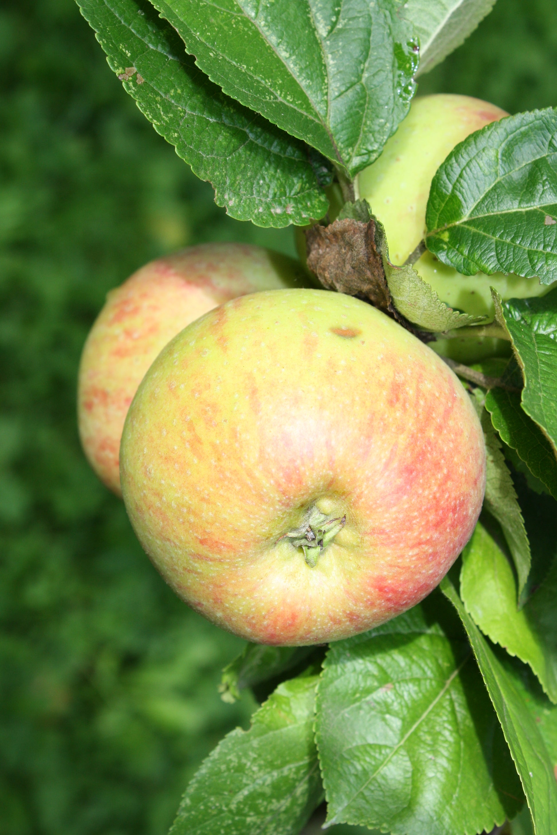 Pommier Panneterie