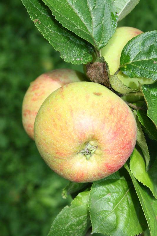 Pommier Panneterie