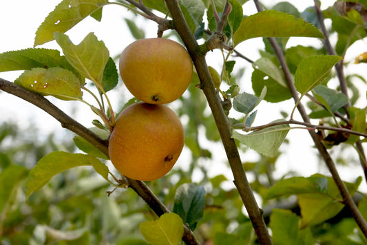 Pommier Pomme Poire
