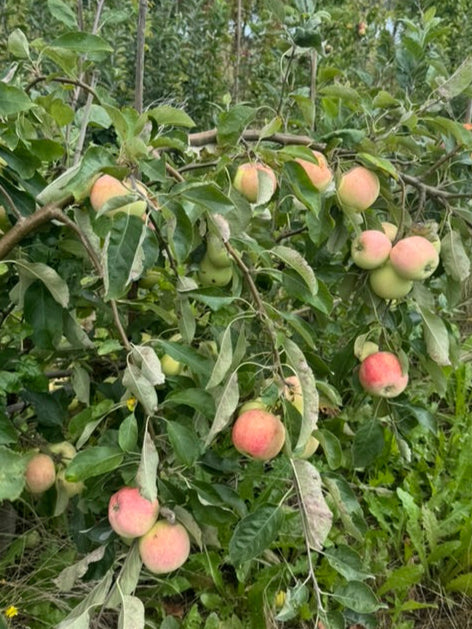 Pommier Précoce de Wirwignes